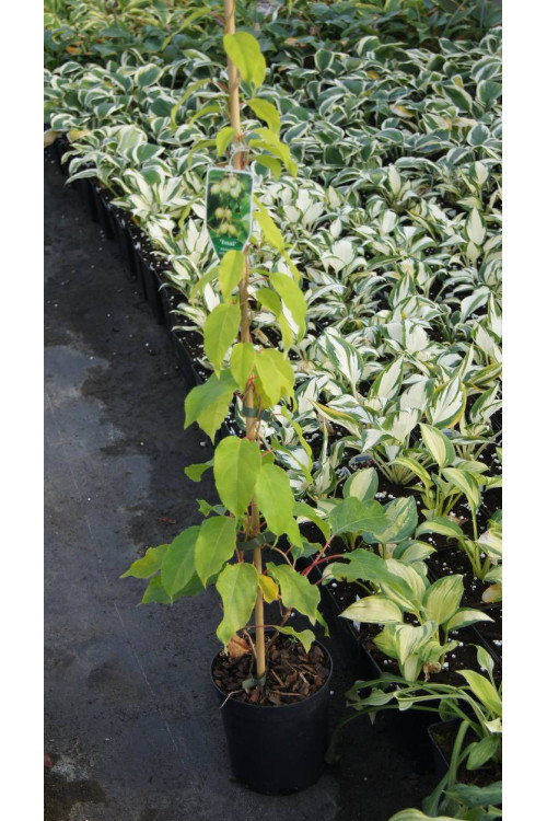 Aktinidia (kiwi) ostrolistna 'Issai' | Actinidia arguta