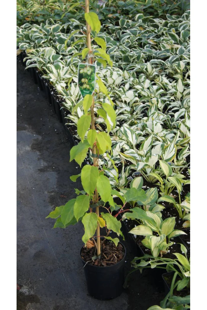 Aktinidia (kiwi) ostrolistna 'Issai' | Actinidia arguta