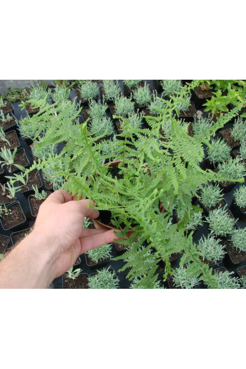 Wietlica 'Dre's Dagger' | Athyrium filix-femina