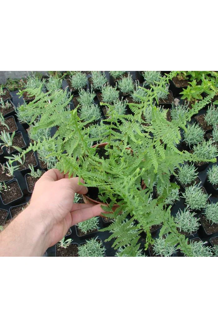 Wietlica 'Dre's Dagger' | Athyrium filix-femina