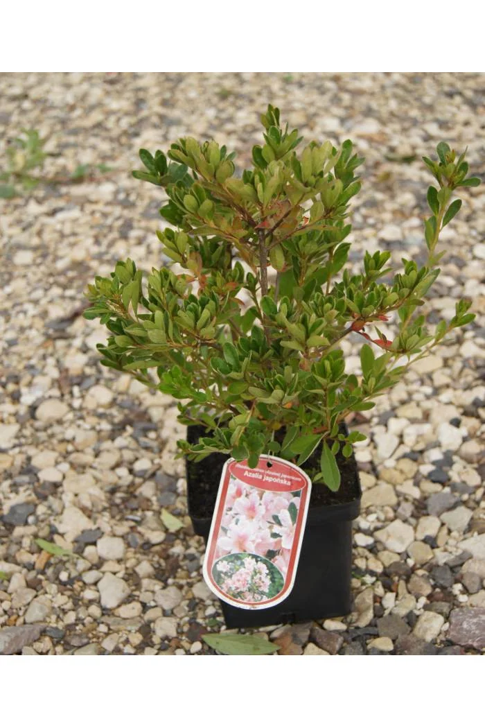 Azalia japońska 'Diamond Lachs' Azalea japonica