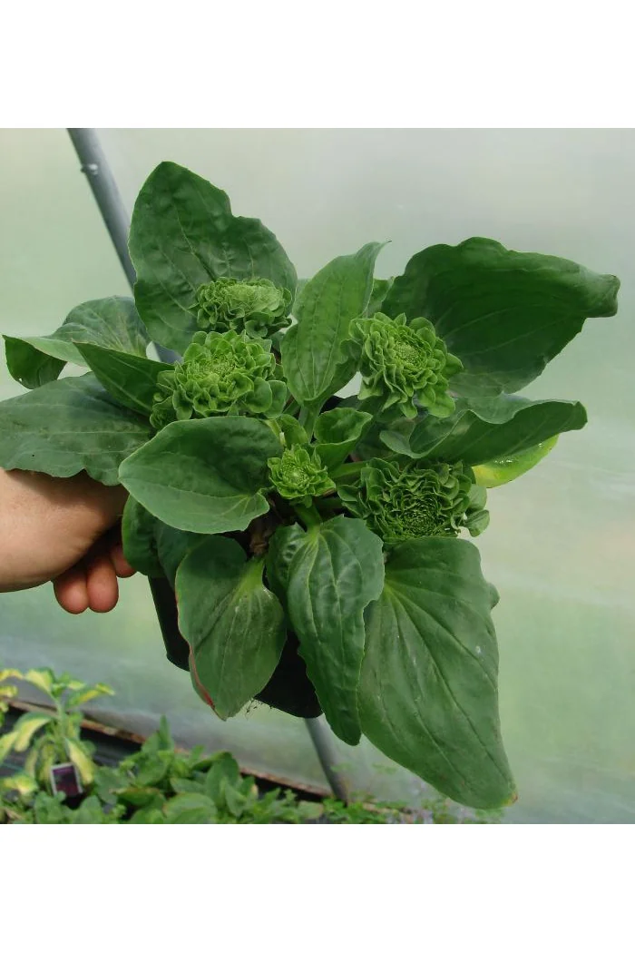 Babka zwyczajna 'Rosularis' Plantago major