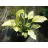 Funkia 'Gold Standard' Hosta