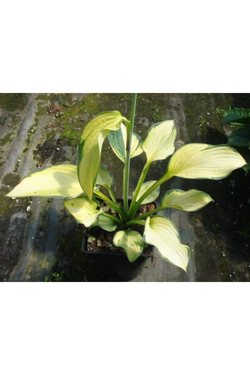Funkia 'Gold Standard' Hosta