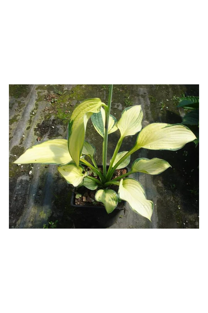 Funkia 'Gold Standard' Hosta