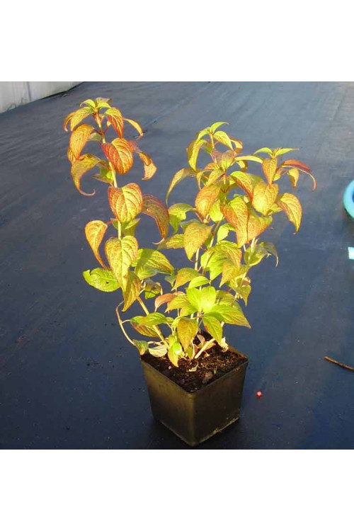 Hortensja piłkowana 'Kurenai' | Hydrangea serrata