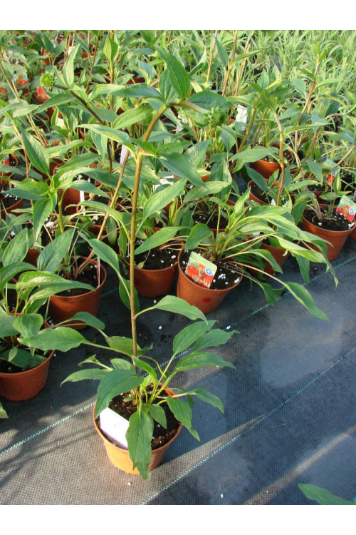 Jeżówka 'HOT PAPAYA' | Echinacea