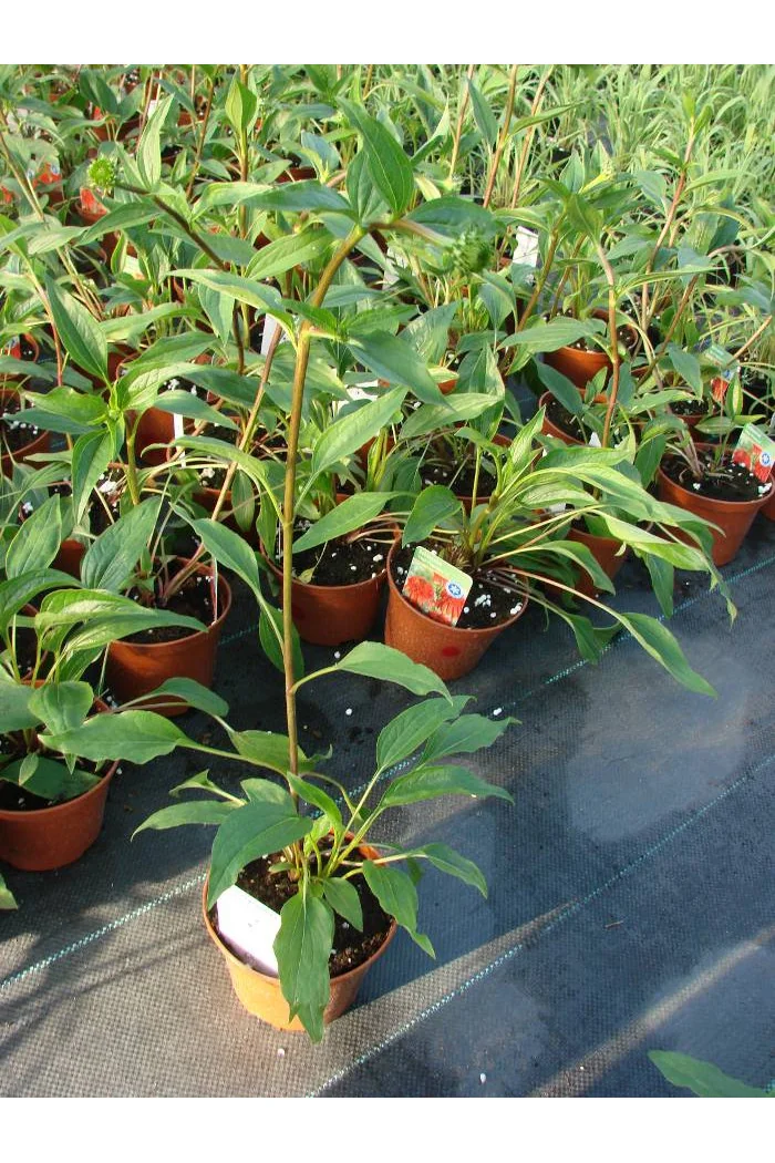 Jeżówka 'HOT PAPAYA' | Echinacea