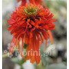 Jeżówka 'HOT PAPAYA' | Echinacea