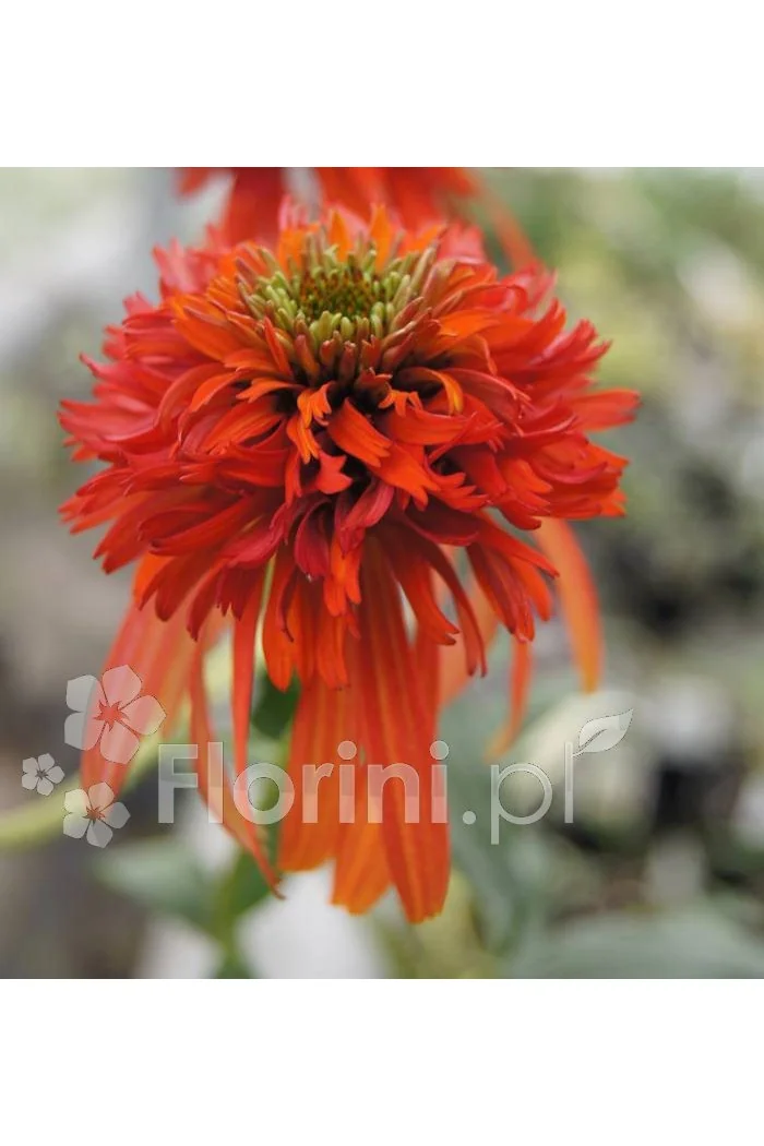 Jeżówka 'HOT PAPAYA' | Echinacea