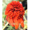 Jeżówka 'HOT PAPAYA' | Echinacea