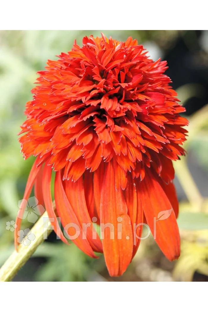 Jeżówka 'HOT PAPAYA' | Echinacea