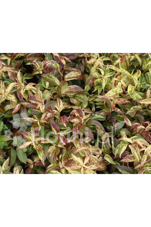 Kiścień wawrzynowy 'Makijaż' | Leucothoe fontanesiana