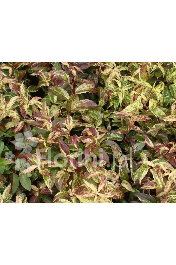 Kiścień wawrzynowy 'Makijaż' | Leucothoe fontanesiana