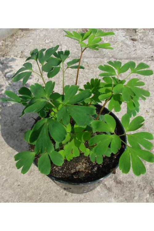Kokorycz wzniesiona Corydalis elata