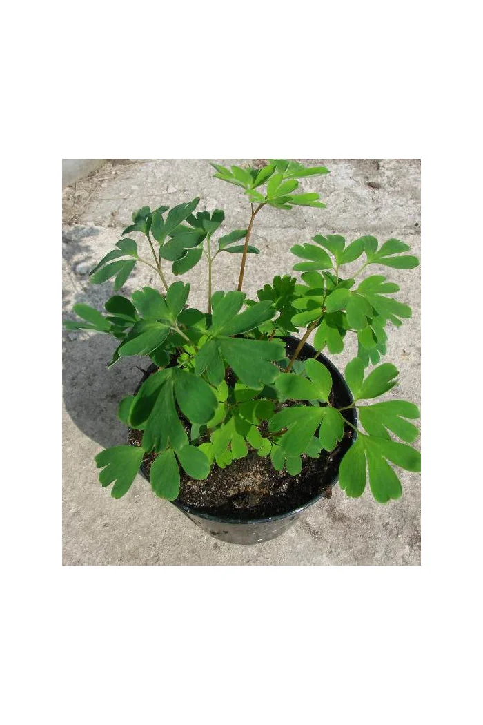 Kokorycz wzniesiona Corydalis elata