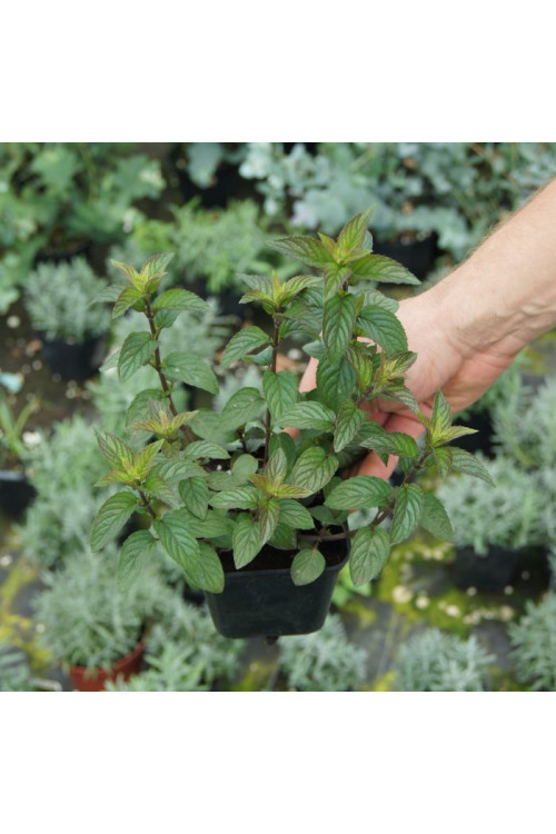 Mięta czekoladowa Mentha x piperita 'Chocolate'