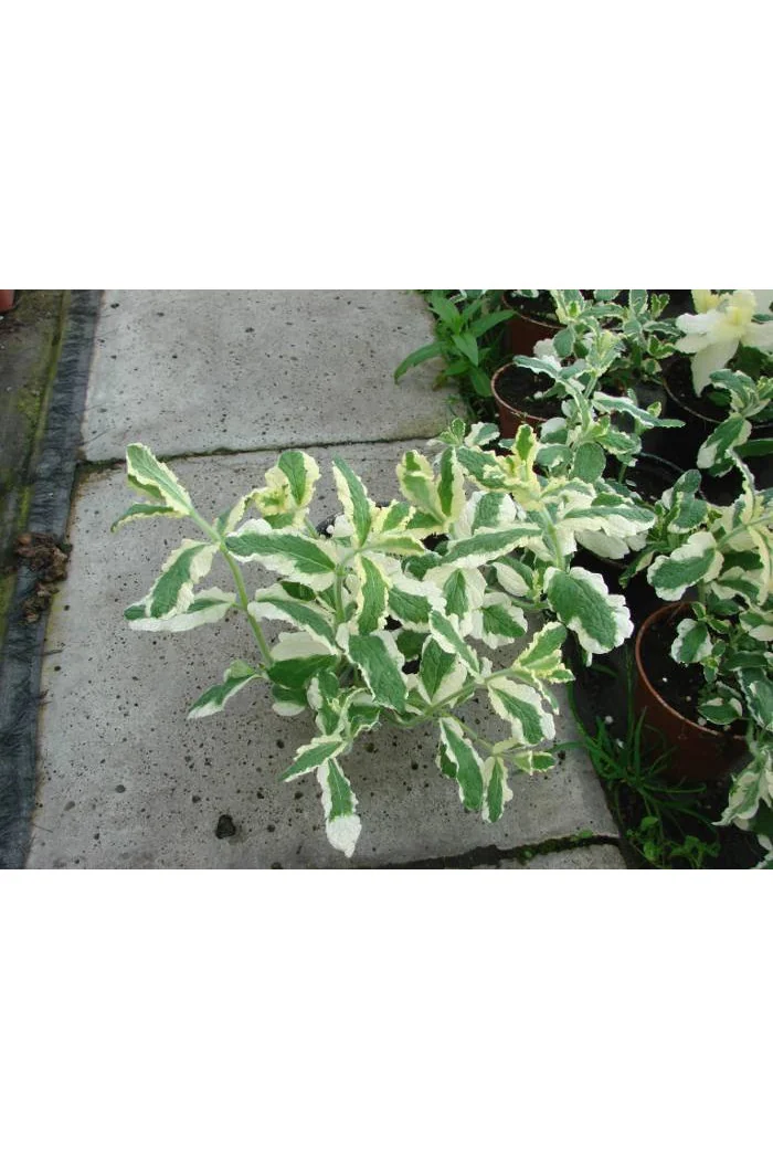 Mięta wonna 'Variegata' Mentha suaveolens