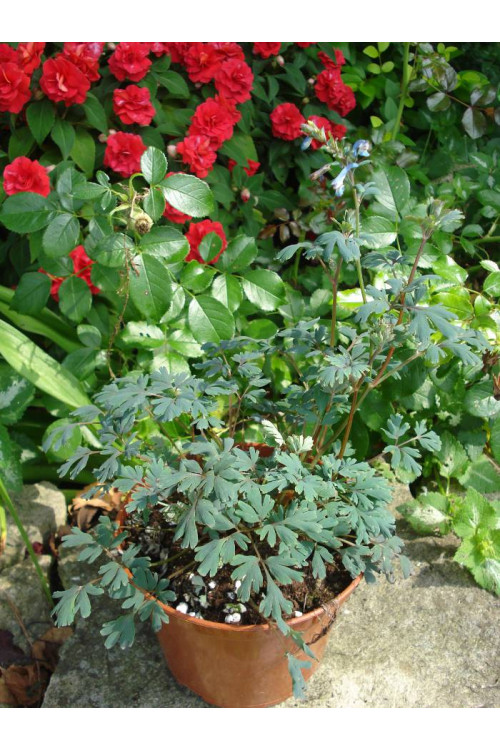 Kokorycz 'Purple Leaf' Corydalis