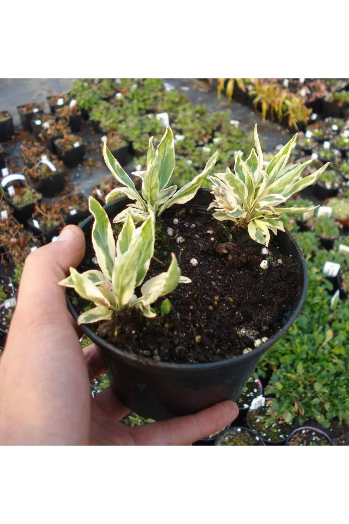 Odętka wirginijska 'Variegata' | Physostegia virginiana