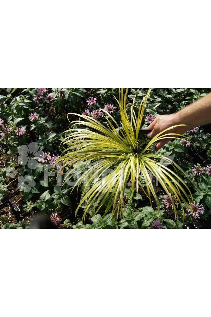 tatarak, tatarak ogon