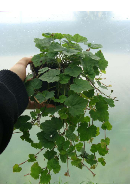 Tiarella sercolistna Tiarella cordifolia