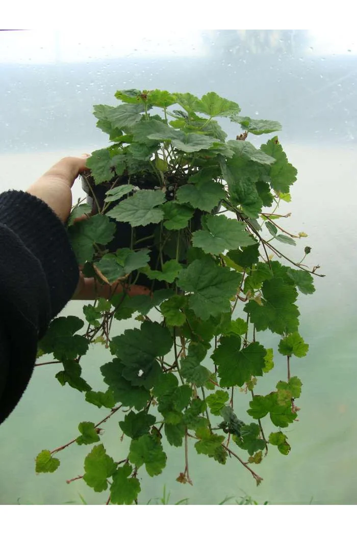 Tiarella sercolistna Tiarella cordifolia