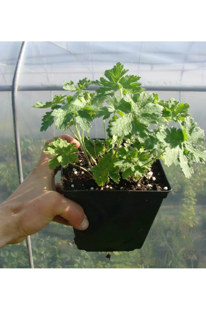Bodziszek himalajski 'Johnson's Blue' Geranium himalayense