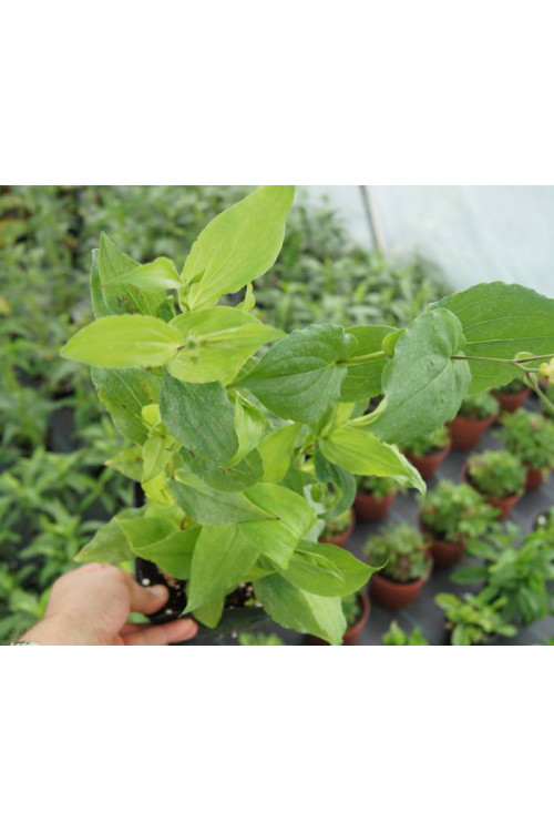 Trójsklepka szerokolistna Tricyrtis latifolia