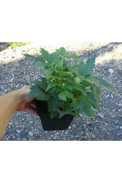 Zawilec japoński 'Rosenschalle' Anemone japonica