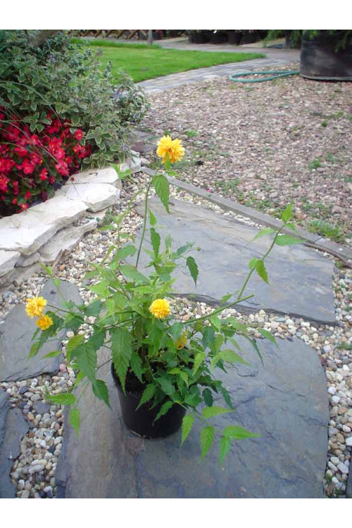 Złotlin japoński 'Pleniflora' Kerria japonica