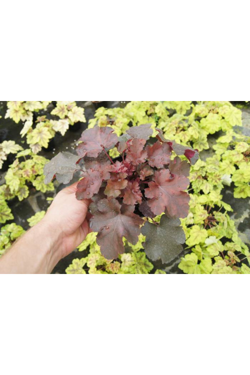 Żurawka 'Chocolate Ruffles' Heuchera