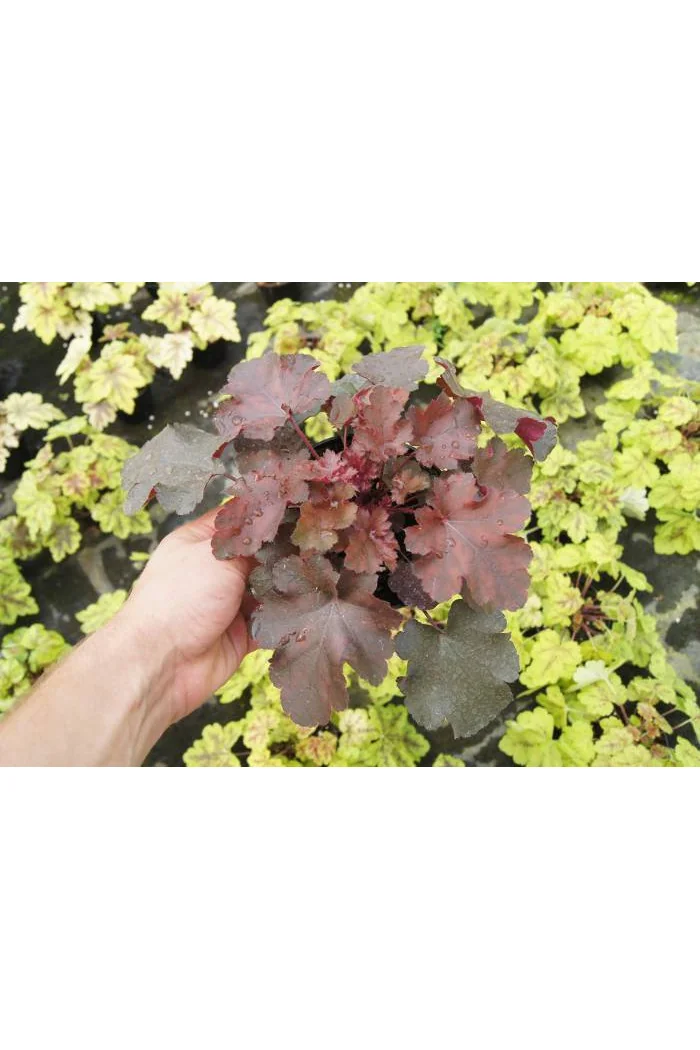 Żurawka 'Chocolate Ruffles' Heuchera