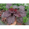 Żurawka 'Midnight Bayou' Heuchera