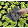 Żurawka 'Obsidian' | Heuchera