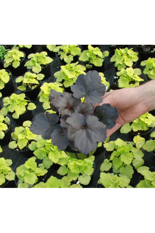 Żurawka 'Obsidian' | Heuchera