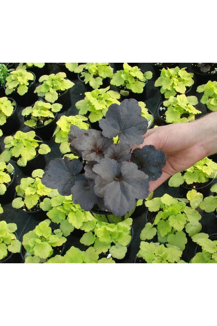 Żurawka 'Obsidian' | Heuchera