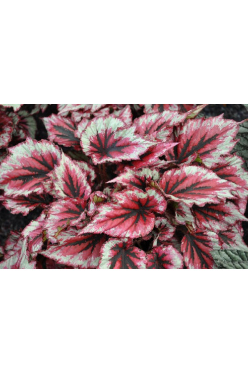 Begonia 'Inca Blue' div class'lat' Begonia /div