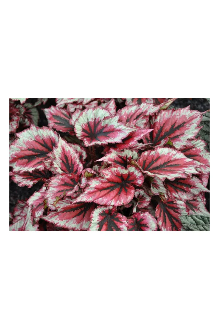 Begonia 'Inca Blue' div class'lat' Begonia /div