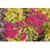 Floks wiechowaty 'Goldmine' Phlox panniculata