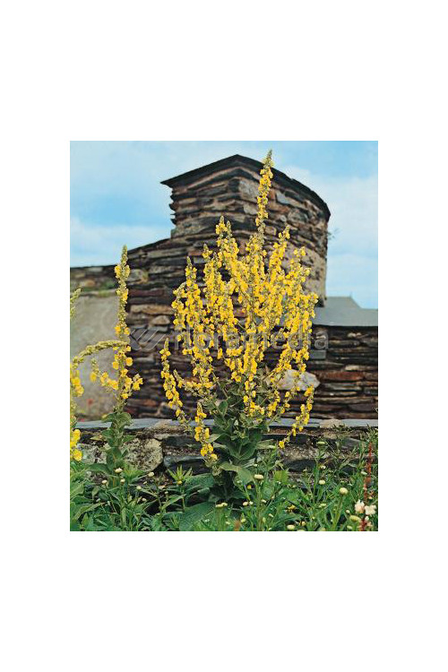 Dziewanna olimpijska Verbascum olympicum