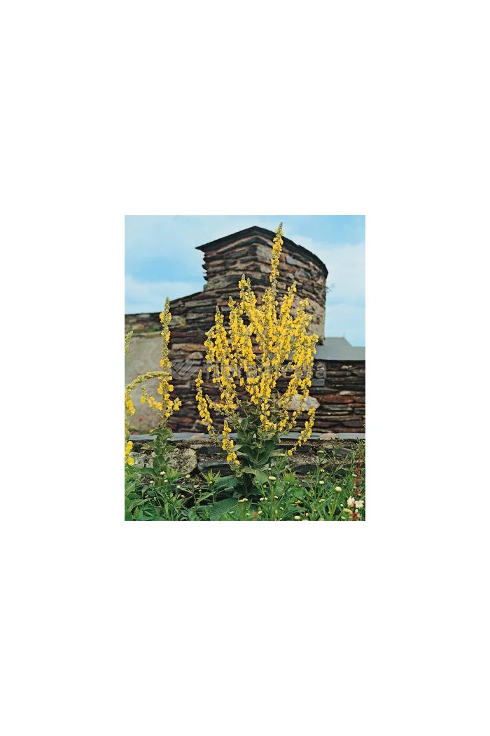 Dziewanna olimpijska Verbascum olympicum