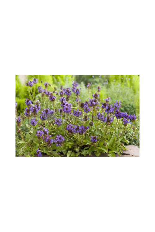 Głowienka wielkokwiatowa 'Freelander Blue' | Prunella grandiflora