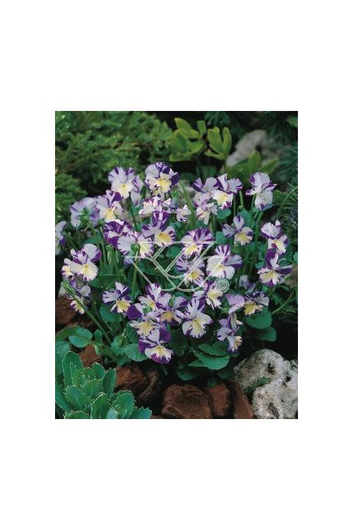 Fiołek 'Rebecca' Viola