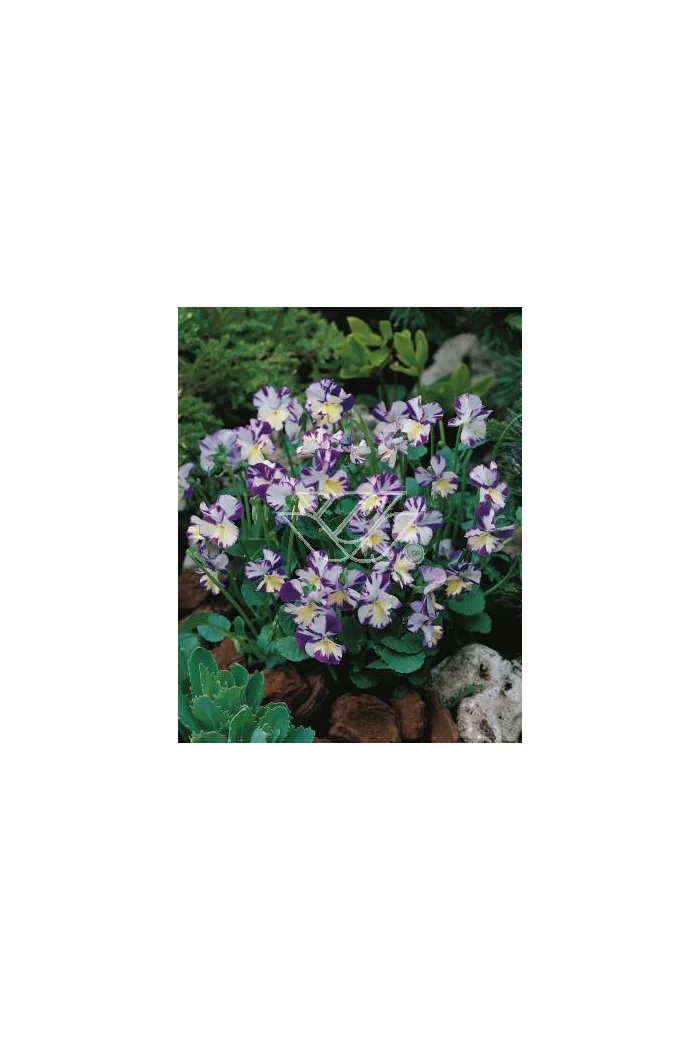 Fiołek 'Rebecca' Viola