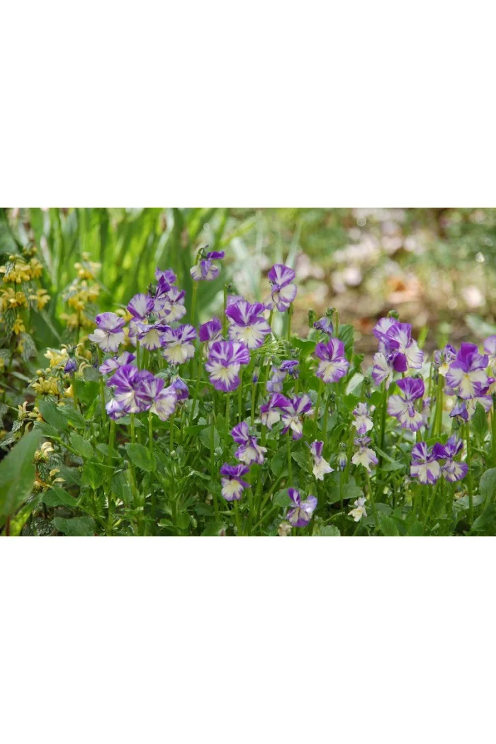 Fiołek 'Rebecca' Viola