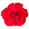 Goździk ogrodowy 'Code Bright Red' | Dianthus caryophyllus