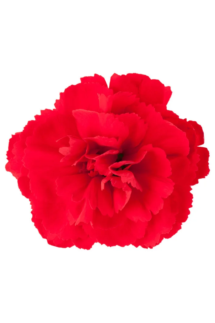Goździk ogrodowy 'Code Bright Red' | Dianthus caryophyllus