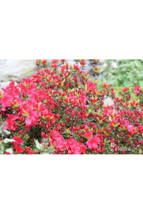 Azalia japońska 'Maruschka' | Azalea japonica