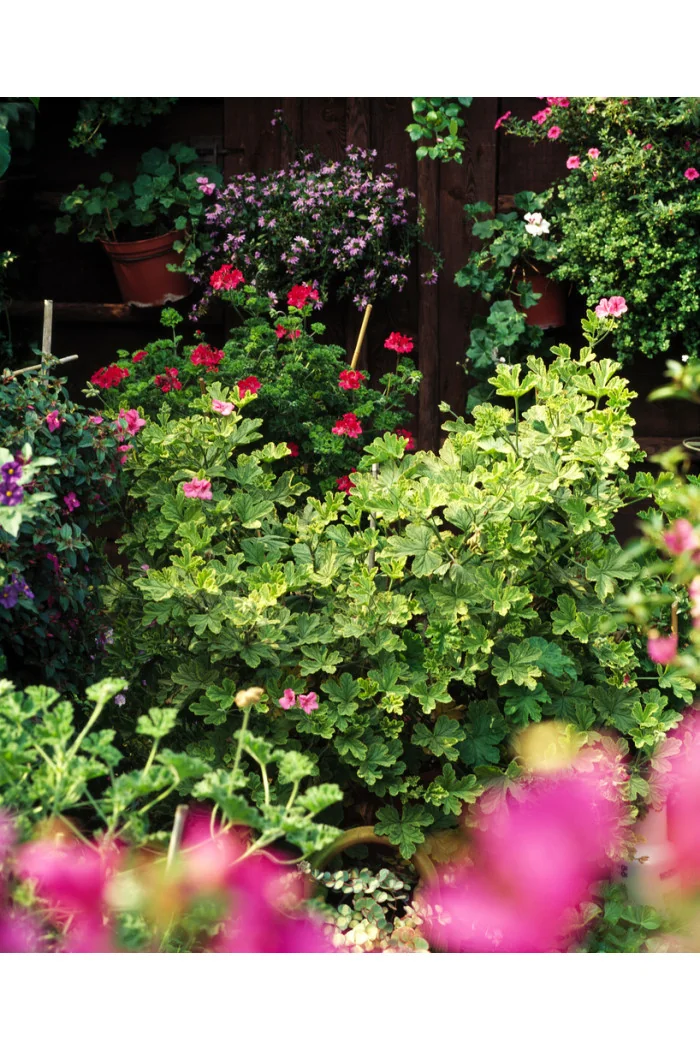 pelargonia zapachowa, pelargonia cytrynowa, pelargonia o zapachu cytryny